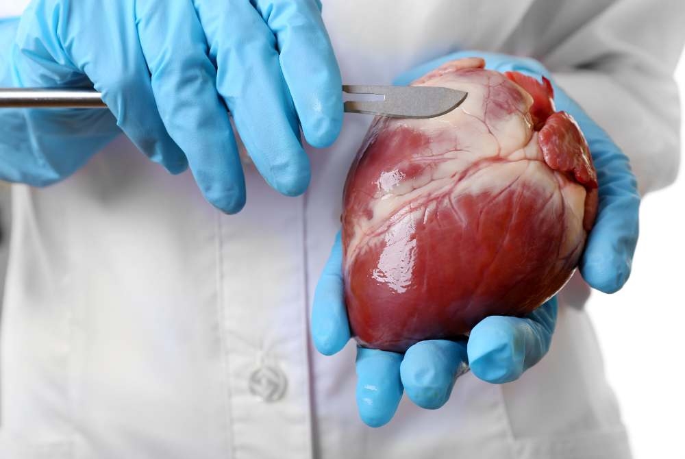 7 Fakta Unik Tentang Jantung Manusia yang Mungkin Belum Kamu Ketahui!