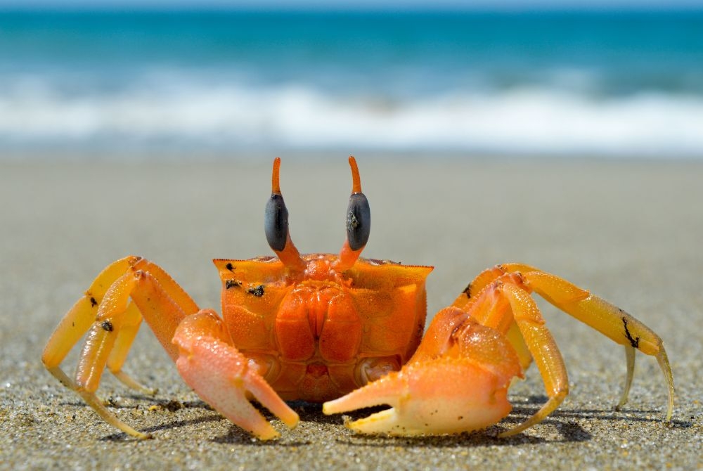 Crab Mentality: Sindrom Psikologis yang Menghambat Orang Lain Untuk Sukses